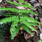 Pteris incompleta Likasa