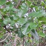 Nauclea latifolia Folio