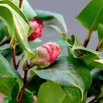 Camellia sasanqua Elinympäristö