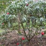 Rhododendron strigillosum Hábito
