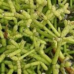Rhipsalis cereuscula Hoja