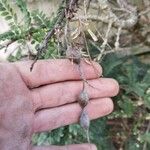 Sophora denudata Fruto