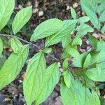 Callicarpa dichotomaBlatt