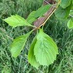 Crataegus punctata Leaf