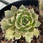 Echeveria derenbergii Foglia
