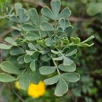 Coronilla glauca Leht