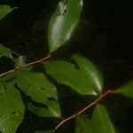 Parinari excelsa Folha