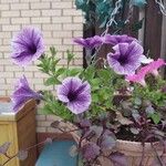 Petunia x atkinsiana പുഷ്പം