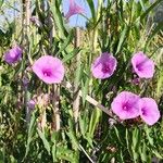 Ipomoea sagittata Habit