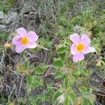 Cistus creticusFlor