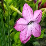 Nicotiana alata പുഷ്പം