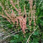 Rumex scutatus Habit