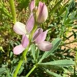 Lupinus hispanicus 花