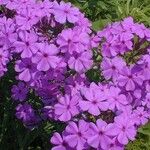 Phlox glaberrima ফুল