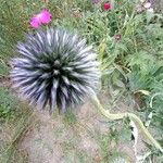 Echinops bannaticus Flower