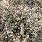Frankenia corymbosa Hoja