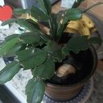 Schlumbergera truncata Φύλλο