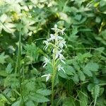 Platanthera bifoliaFlors