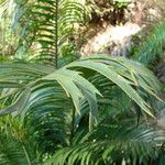 Encephalartos villosus Folha