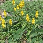 Senna alata Hábito