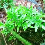 Lygodium japonicum Fulla