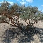 Acacia tortilis Hábitos