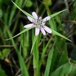 Geropogon hybridus Çiçek