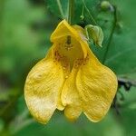 Impatiens noli-tangere Cvet