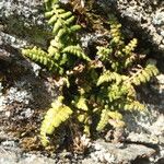 Asplenium foreziense autre