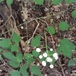 Actaea pachypoda 果實