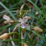 Eulophia maculata Flor