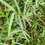 Chamaecrista mimosoides Hoja