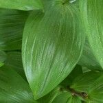 Maianthemum racemosum Blatt