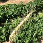 Hordeum bulbosum Fruit