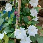 Thunbergia fragrans برگ