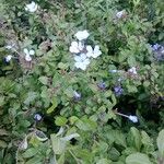 Plumbago zeylanica Λουλούδι