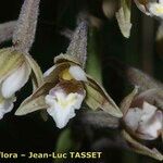 Epipactis palustris Flor
