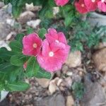 Catharanthus roseusBlomst