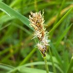 Carex disticha Flor