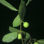Ficus maxima Froito