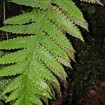 Thelypteris pozoi Leaf