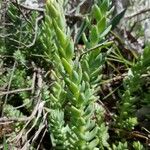 Petrosedum forsterianum Hoja