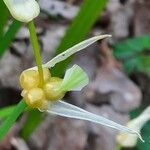 Allium paradoxum Õis