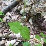 Mitella diphylla Folha