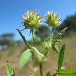 Trifolium strictum Autre