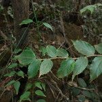Xylosma capillipes Leaf
