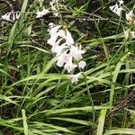 Watsonia borbonica Habitus