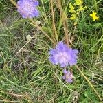 Scabiosa canescens फूल