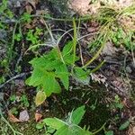 Epilobium montanumFrucht