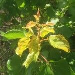 Prunus armeniaca Liść